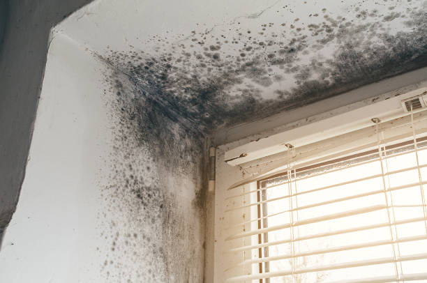 Affordable Commercial Mold Remediation solutions in Levering, MI